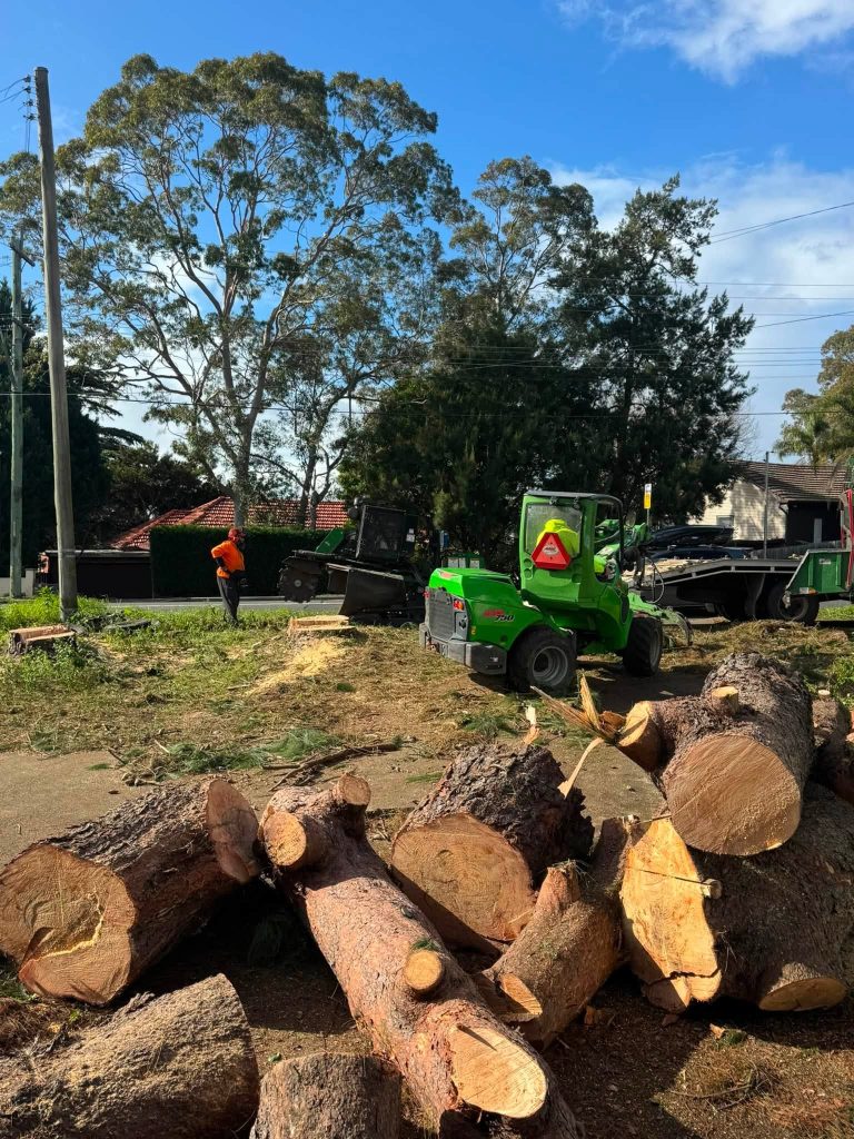 stump grinding Western Sydney, tree lopping service
